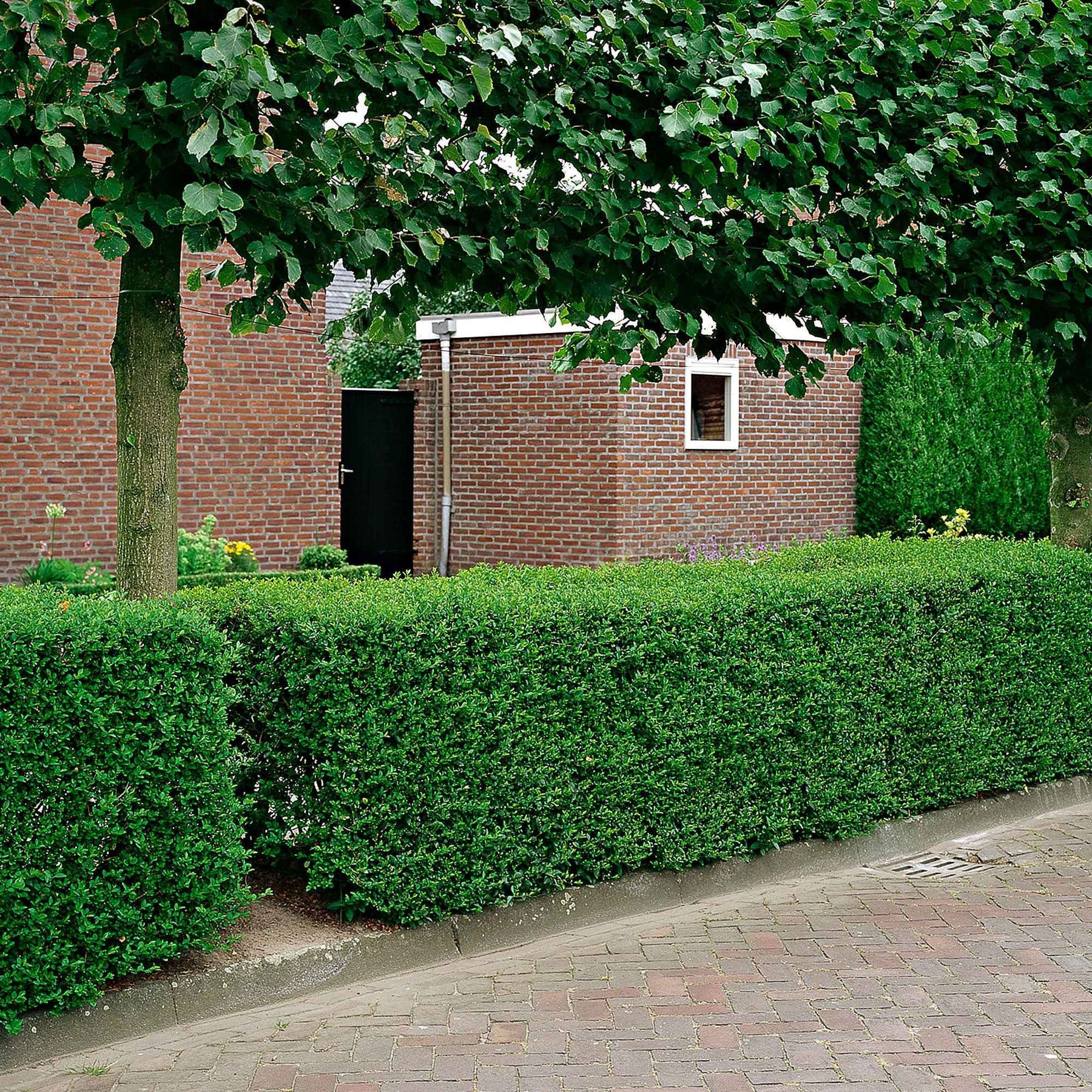 Verkoop Liguster - Ligustrum ovalifolium