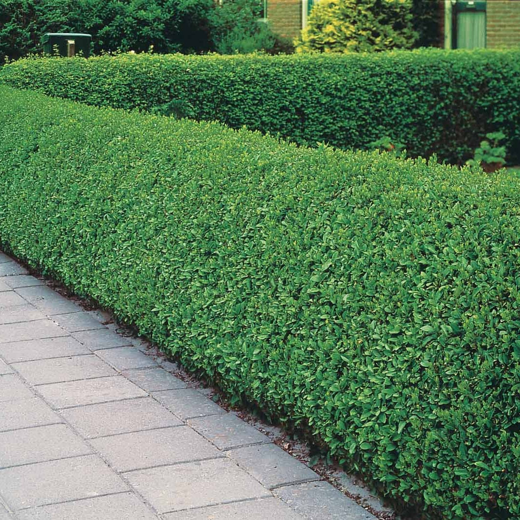 Ligusterhagen - Liguster - Ligustrum ovalifolium