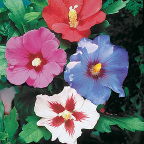 Hibiscushaag (x5) - Hibiscus syriacus - Hibiscus