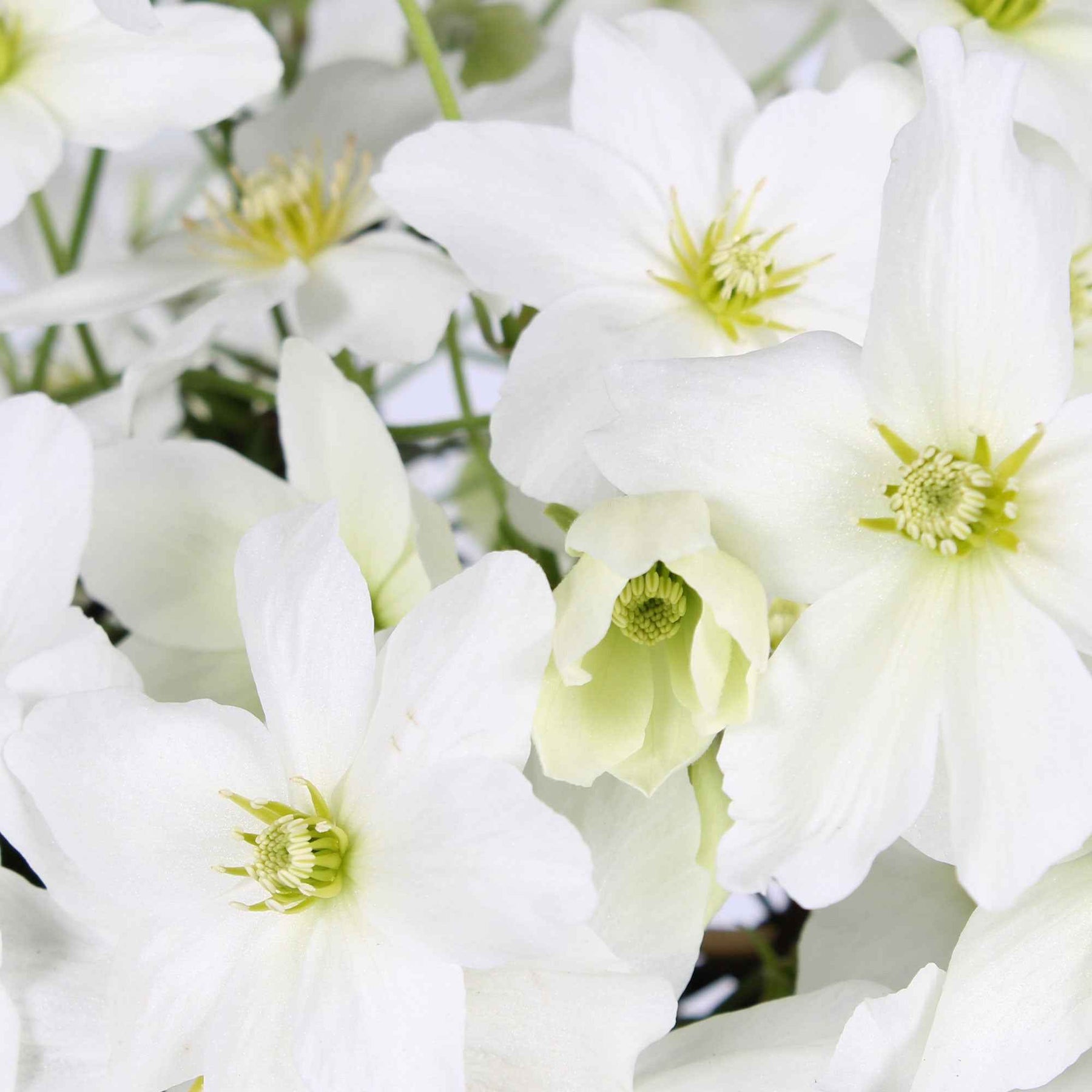 Clematis 'avalanche' - Clematis 'Avalanche' - Clematis