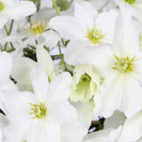 Clematis 'avalanche' - Clematis 'Avalanche' - Clematis