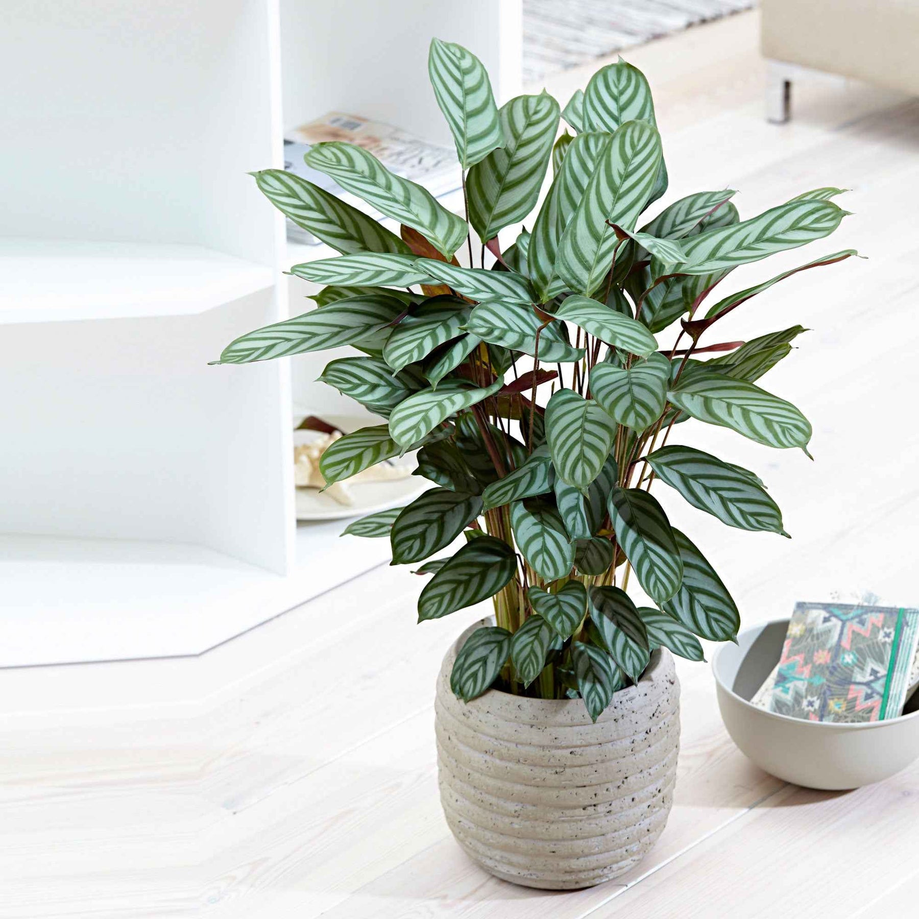 Pauwenplant 'Compact Star' - Willemse