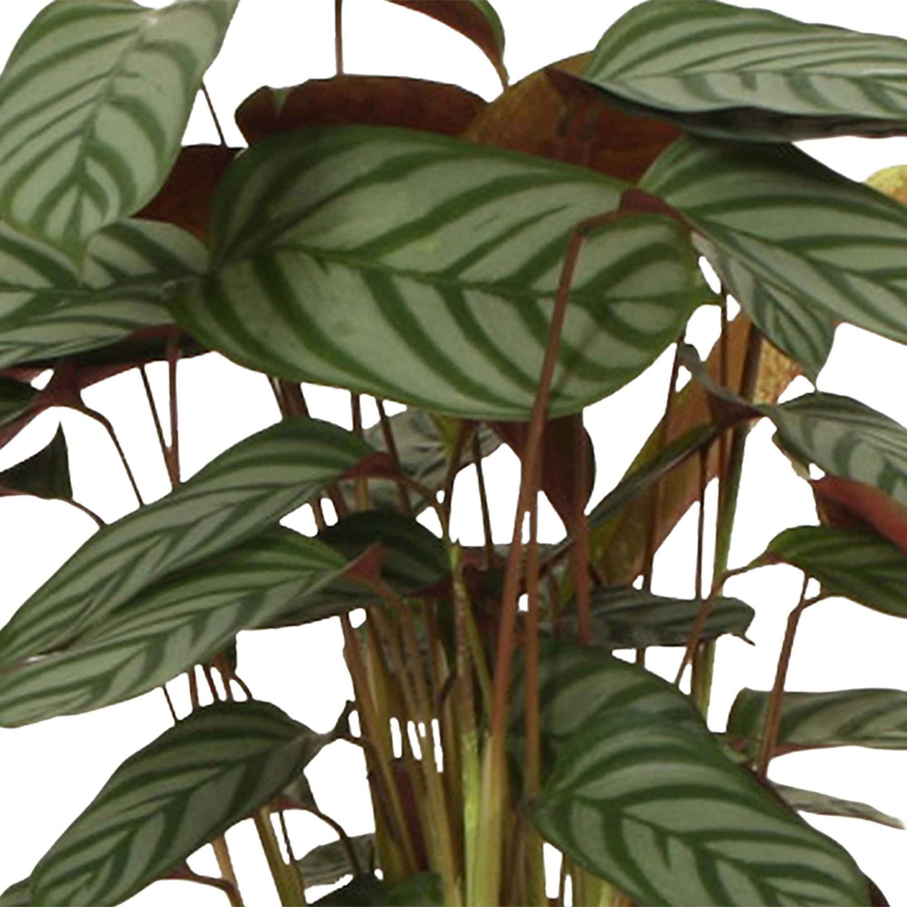 Calathea compact star - Pauwenplant 'Compact Star' - Calathea
