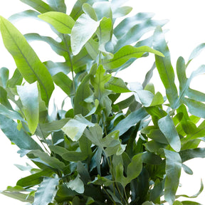 Verkoop Blauwvaren 'Blue Star'