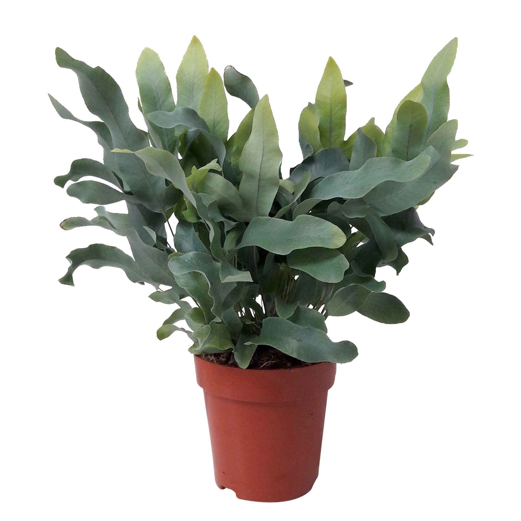 Verkoop Blauwvaren 'Blue Star' - Kamerplanten voor binnen