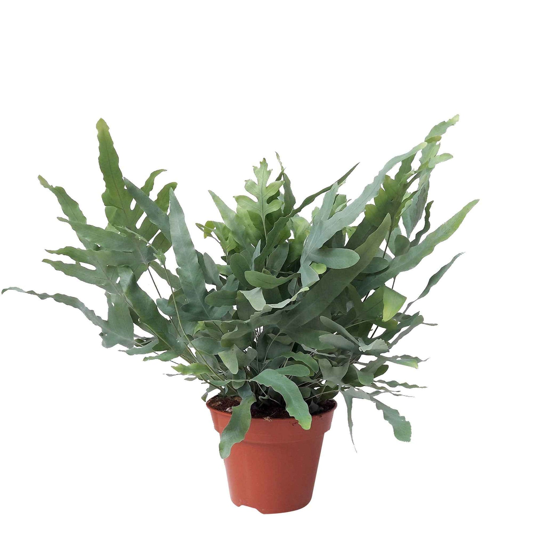 Verkoop Kamerplanten voor binnen - Blauwvaren 'Blue Star'