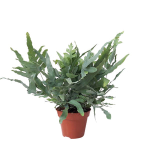 Verkoop Kamerplanten voor binnen - Blauwvaren 'Blue Star'