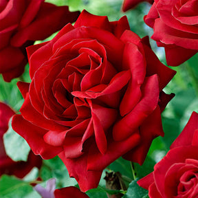 Rosa dame de cœur, rosa queen of hearts, rosa herz-dame - Grootbloemige roos 'Dame de Coeur' - Grootbloemige rozen