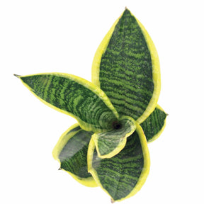 Verkoop Vrouwentong 'Futura Superba'