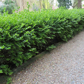 Struikkamperfoelie 'Maigrun' - Willemse