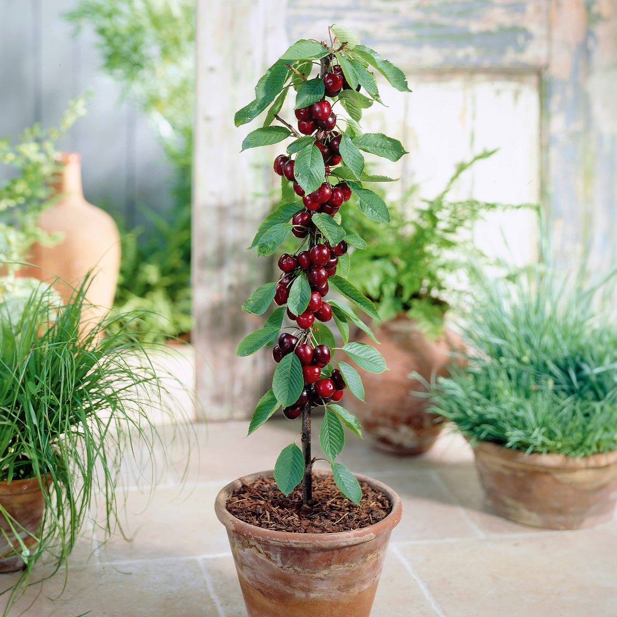 Kersenboom 'Sylvia' - Prunus avium Sylvia - Willemse