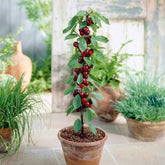 Kersenboom 'Sylvia' - Prunus avium Sylvia - Willemse
