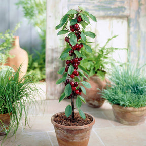 Kersenboom 'Sylvia' - Prunus avium Sylvia - Willemse