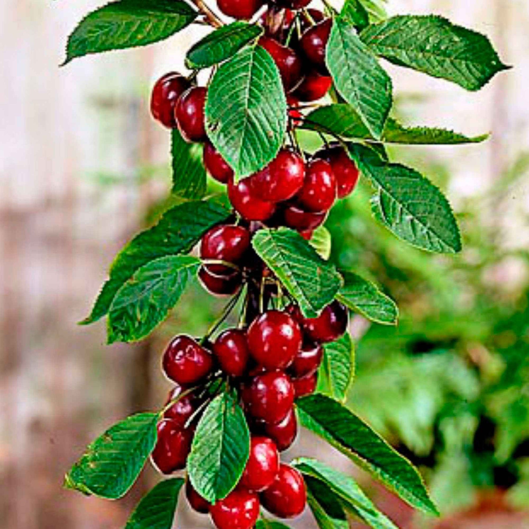 Kersenboom 'Sylvia' - Prunus avium Sylvia - Willemse