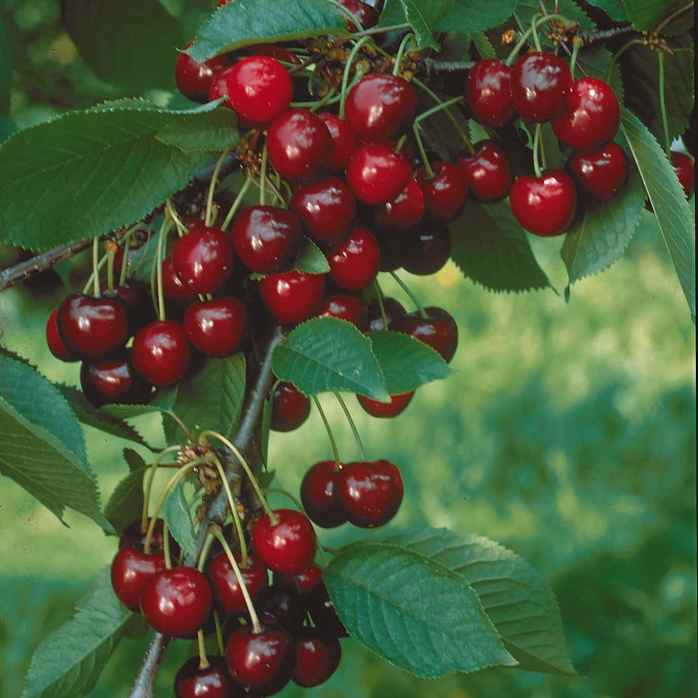 Prunus avium Sylvia - Kersenboom 'Sylvia' - Kersenbomen