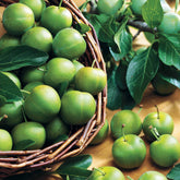 Pruimenboom 'Reine-Claude Vert' - Willemse