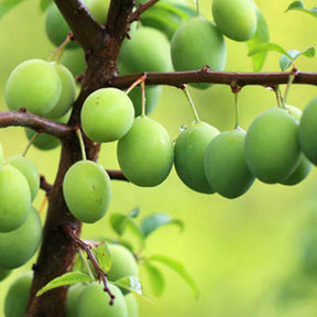 Pruimenboom 'Reine-Claude Vert' - Prunus domestica Reine-Claude verte - Willemse