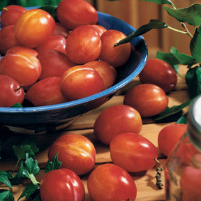 Verkoop Pruimenboom 'Victoria' - Prunus domestica Reine Victoria