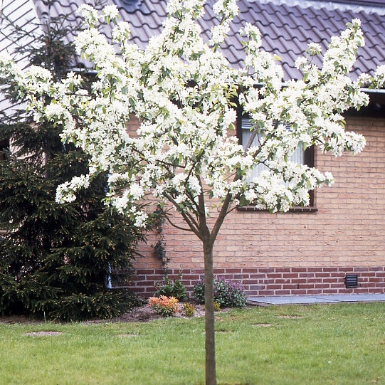 Perenbomen - Perenboom 'Williams' - Pyrus communis William's ('bon chrétien')