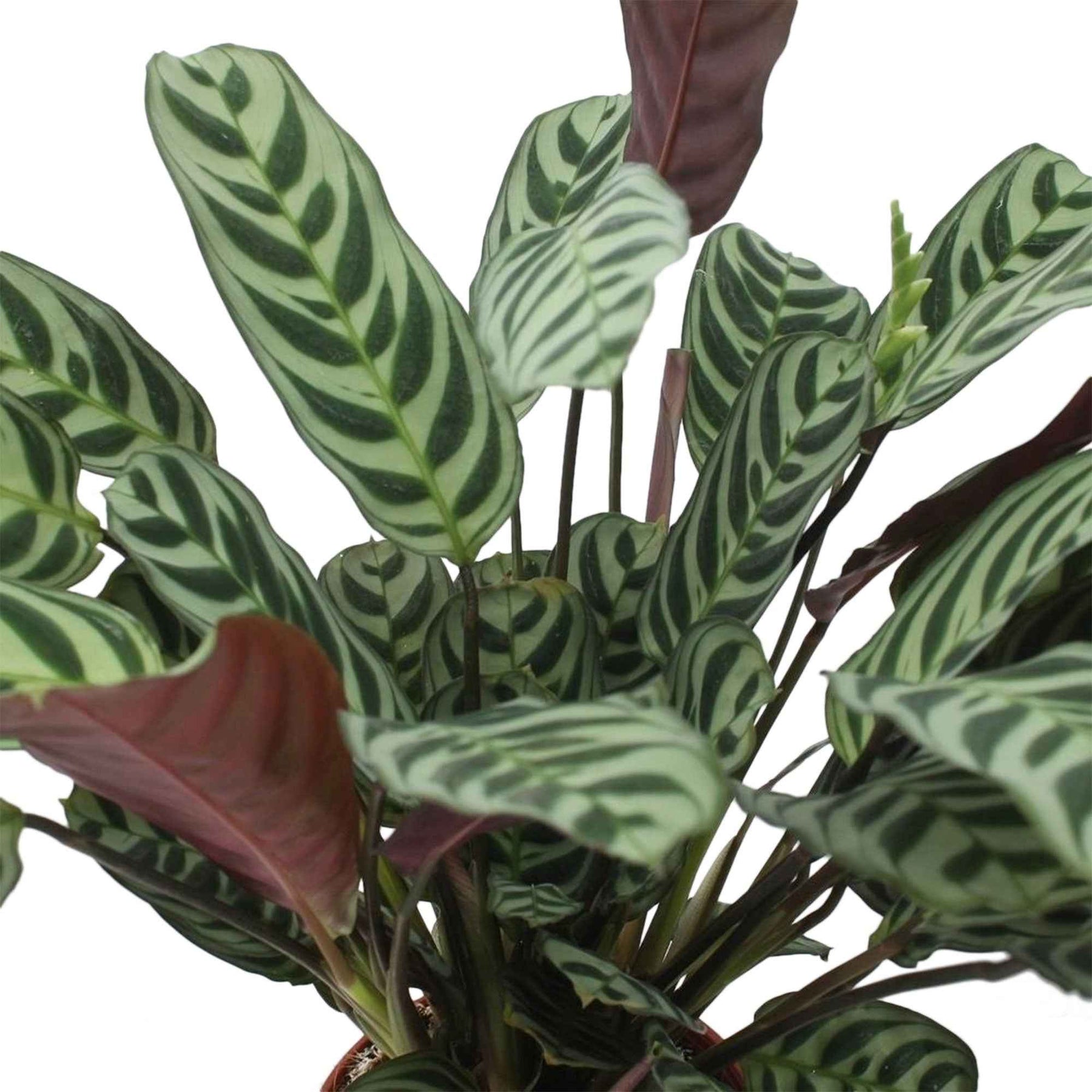 Ctenanthe burle-marxii - Gebedsplant - Groene kamerplanten voor interieur