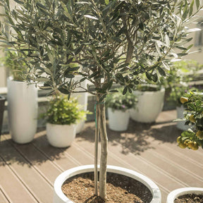 Olijfboom op stam - Willemse