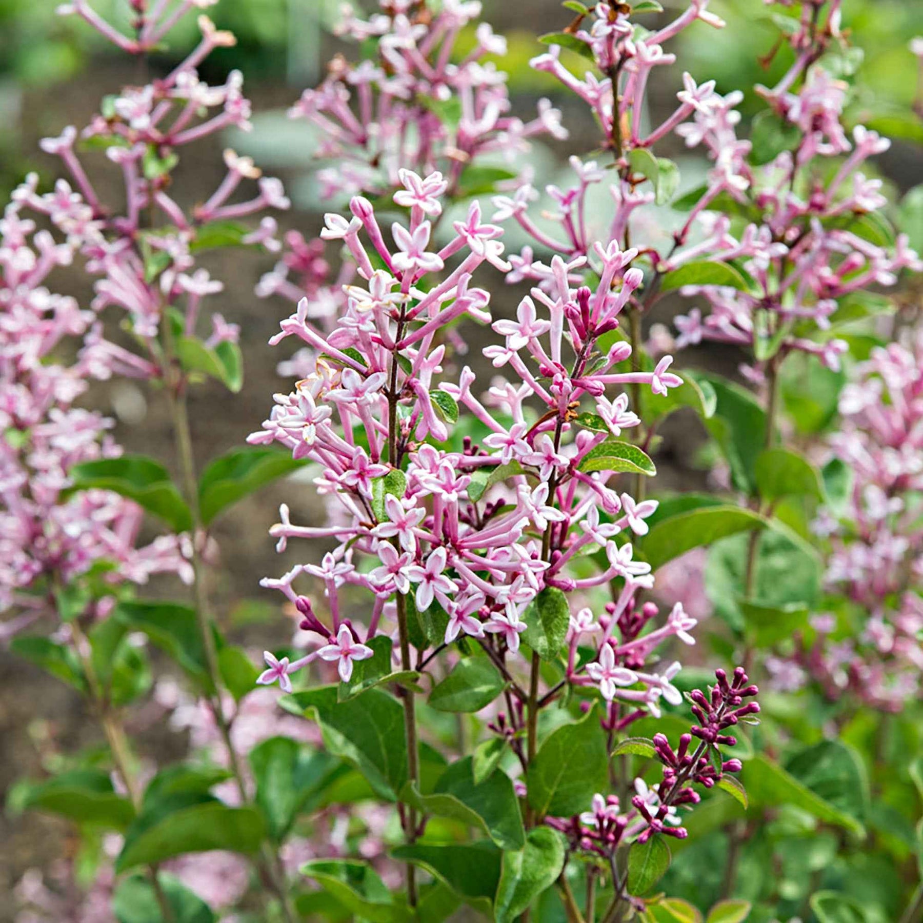 Dwergsering 'Pink Parfume' - Willemse