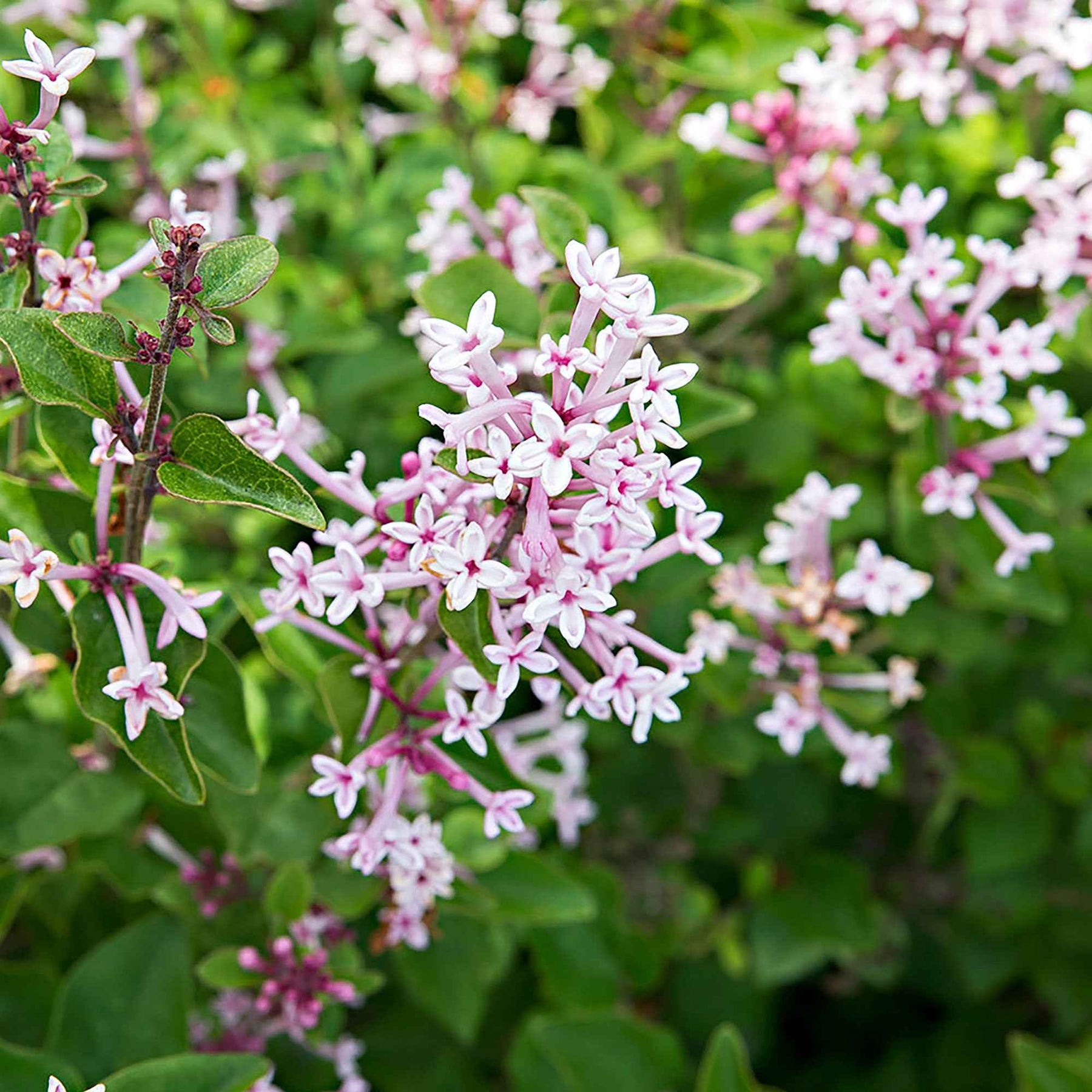 Dwergsering 'Pink Parfume' - Syringa bloomerang ® Pink Perfume - Willemse