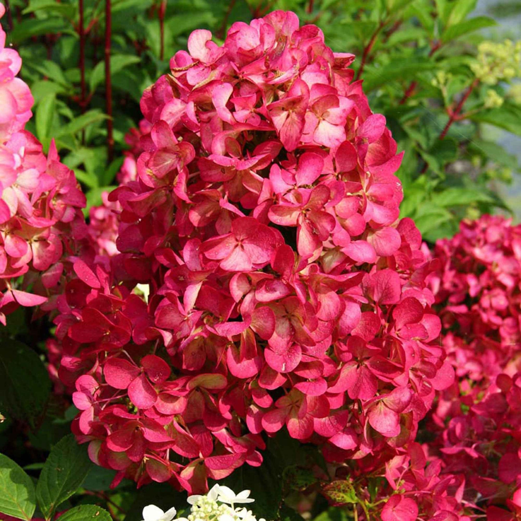 Pluimhortensia 'Diamant Rouge' - Willemse