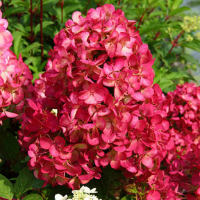 Pluimhortensia 'Diamant Rouge' - Willemse