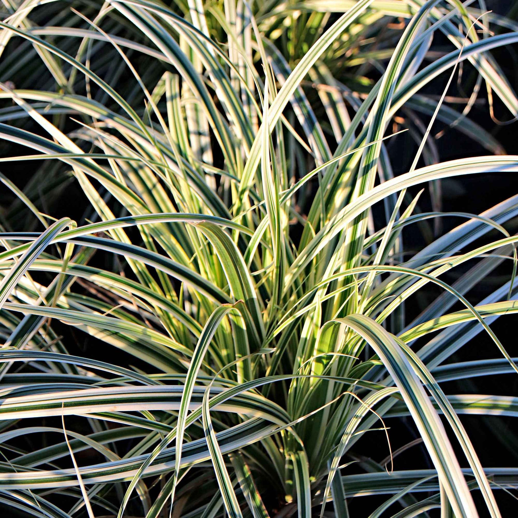 Zegge Carex 'Everest' - Willemse