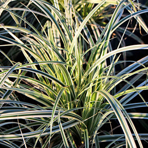 Zegge Carex 'Everest' - Willemse