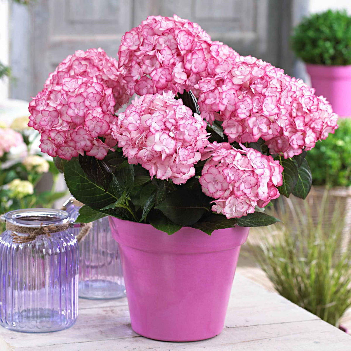 Boerenhortensia 'Miss Saori'® - Willemse