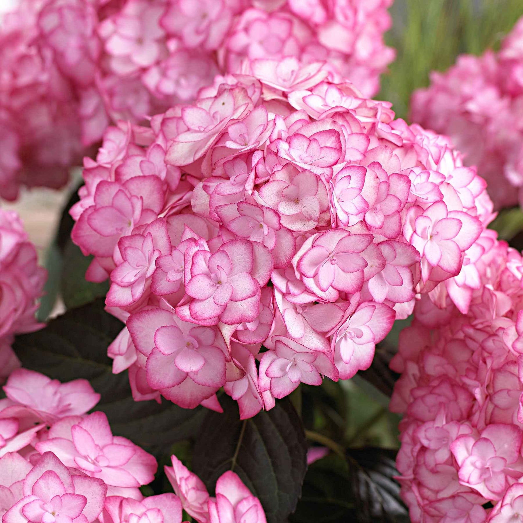 Boerenhortensia 'Miss Saori'® - Hydrangea macrophylla miss saori (h2002) - Willemse