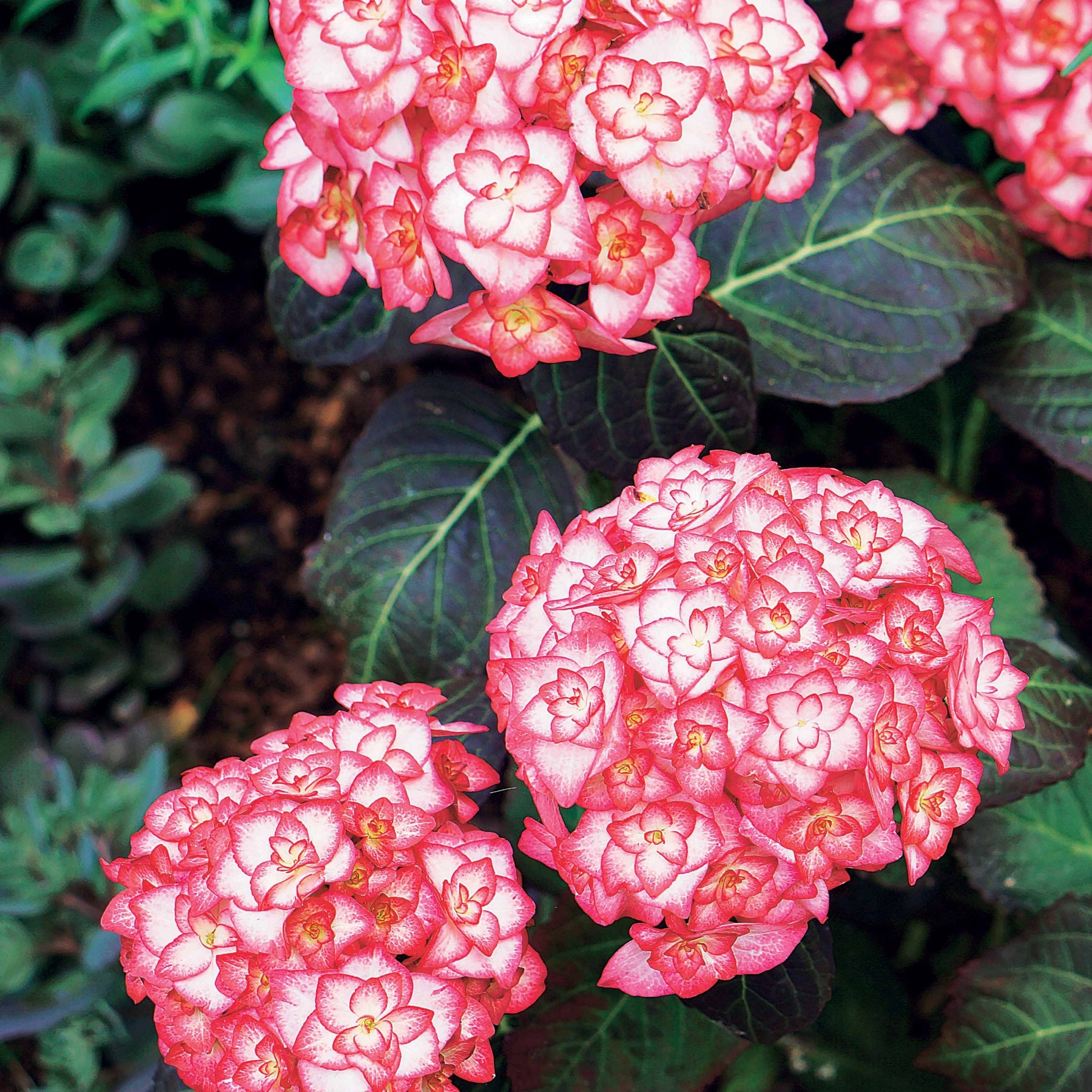 Verkoop Boerenhortensia 'Miss Saori'® - Hydrangea macrophylla miss saori (h2002)