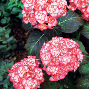 Verkoop Boerenhortensia 'Miss Saori'® - Hydrangea macrophylla miss saori (h2002)