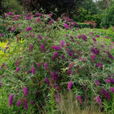 Vlinderstruik 'Empire Blue' - Willemse