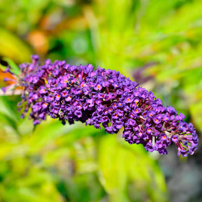Vlinderstruik 'Empire Blue' - Buddleja davidii Empire Blue - Willemse