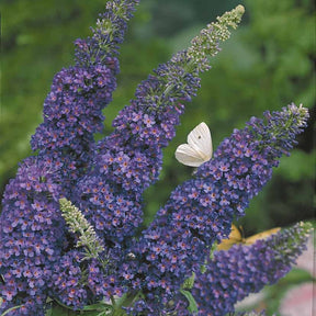 Buddleja davidii Empire Blue - Vlinderstruik 'Empire Blue' - Vlinderstruik - Buddleja