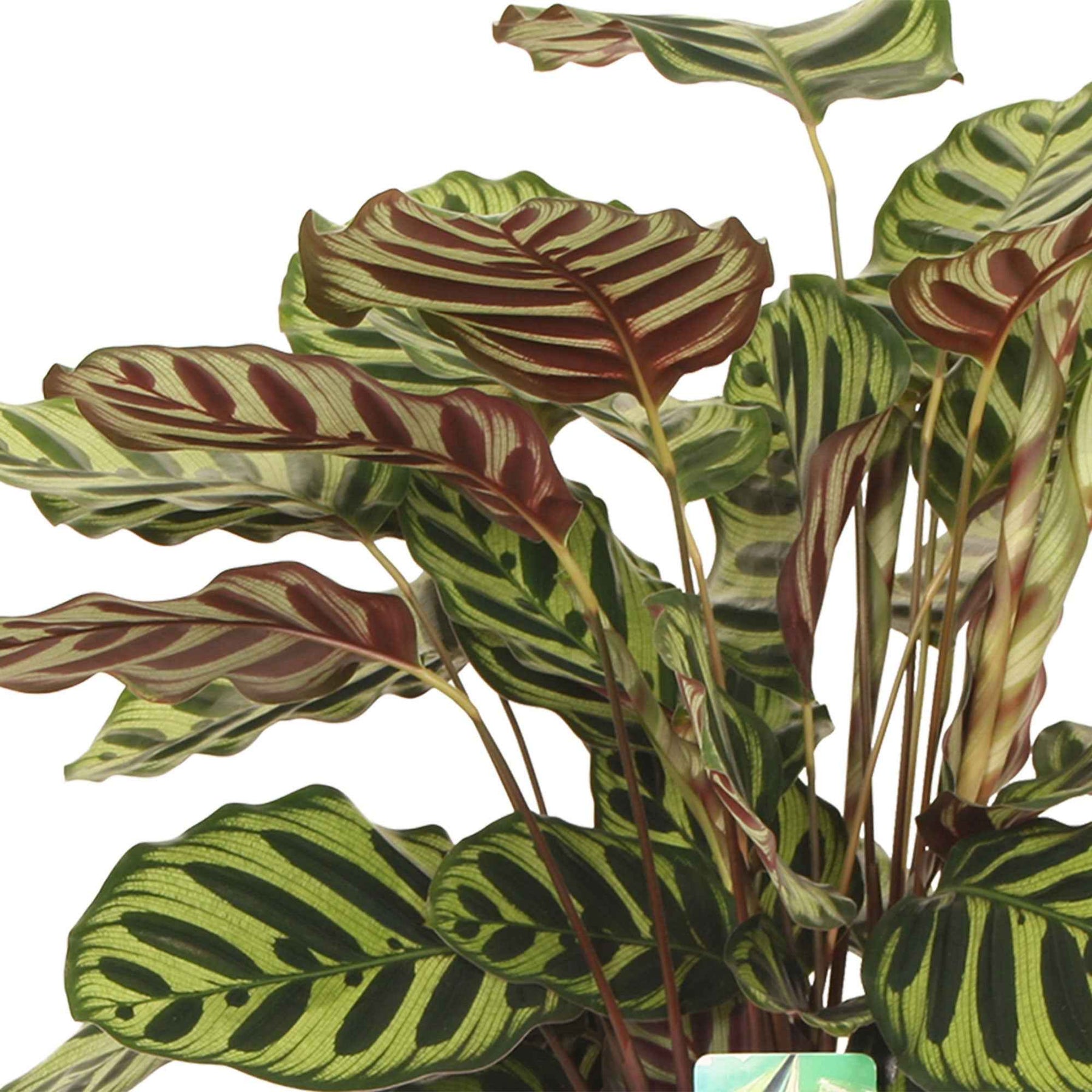 Calathea makoyana - Pauwenplant 'Makoyana' - Calathea
