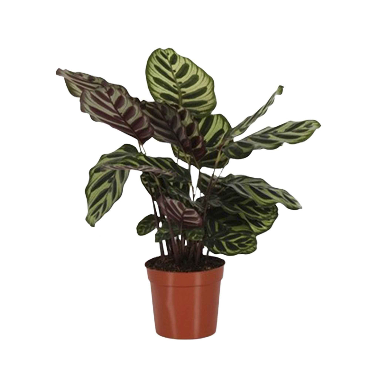 Pauwenplant 'Makoyana' - Calathea makoyana - Willemse