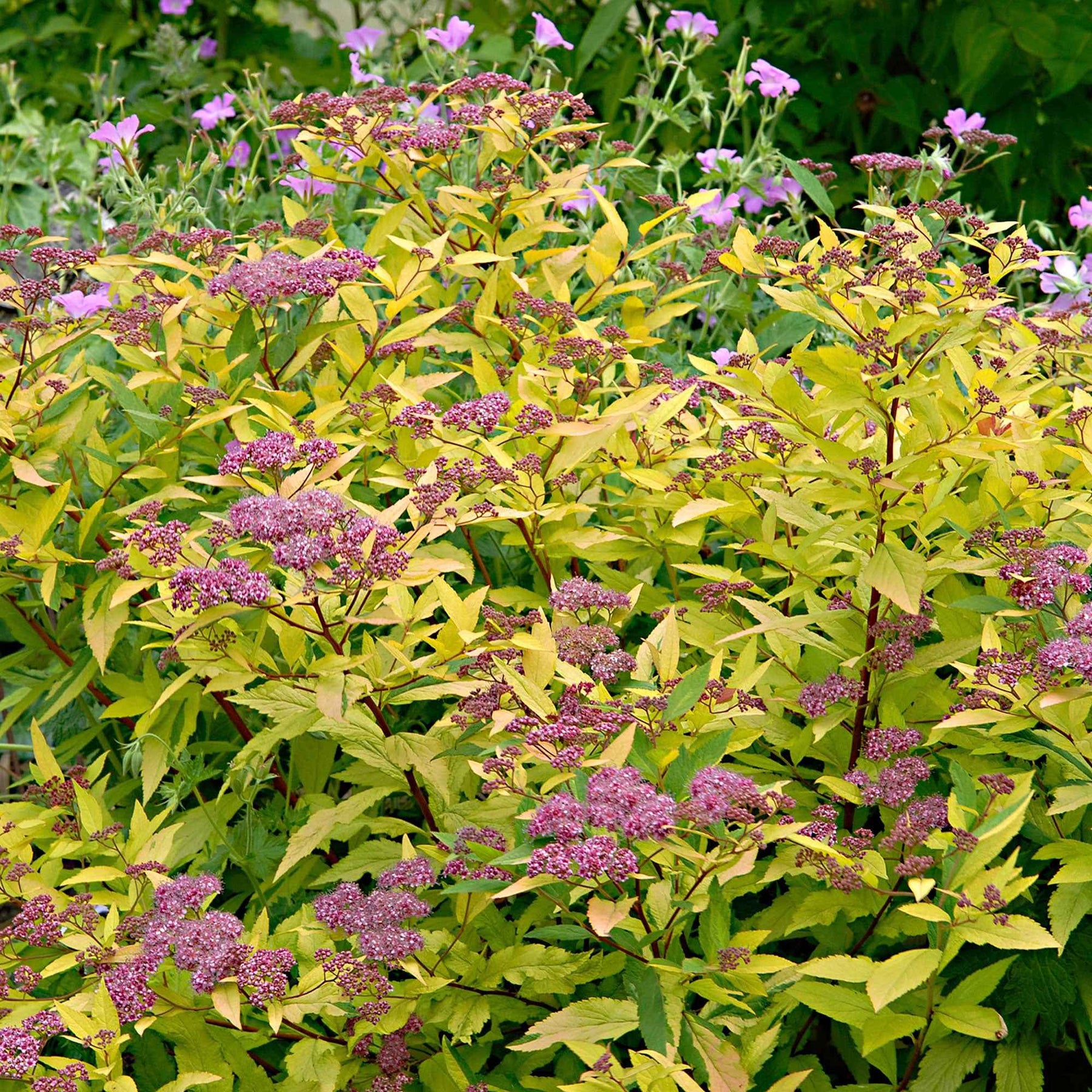Spierstruik 'Goldflame' - Spiraea japonica goldflame - Willemse
