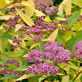 Verkoop Spierstruik 'Goldflame' - Spiraea japonica goldflame