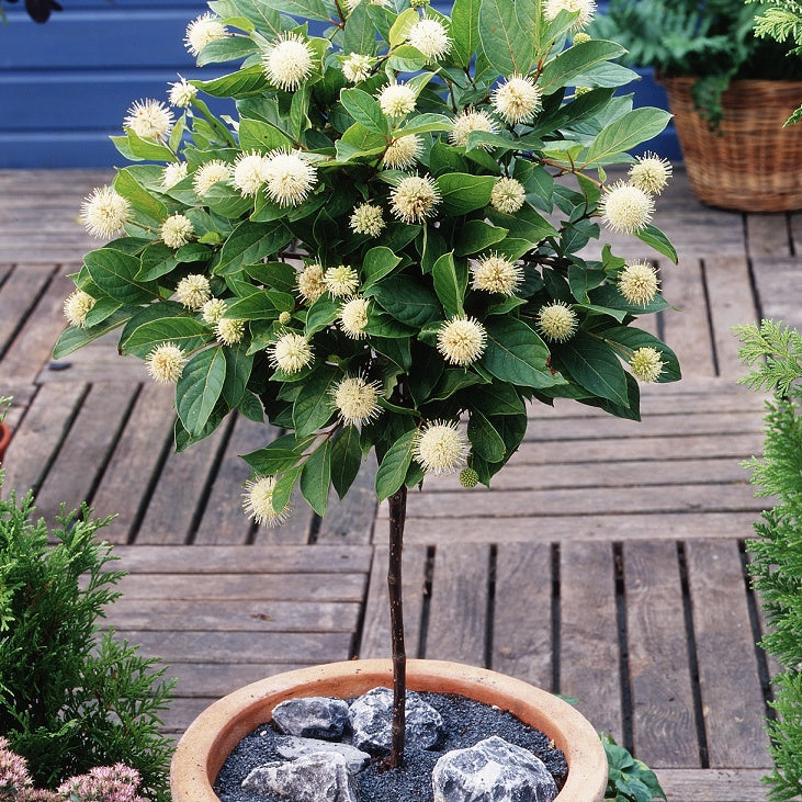 Kogelbloem - Cephalanthus occidentalis - Sierheesters