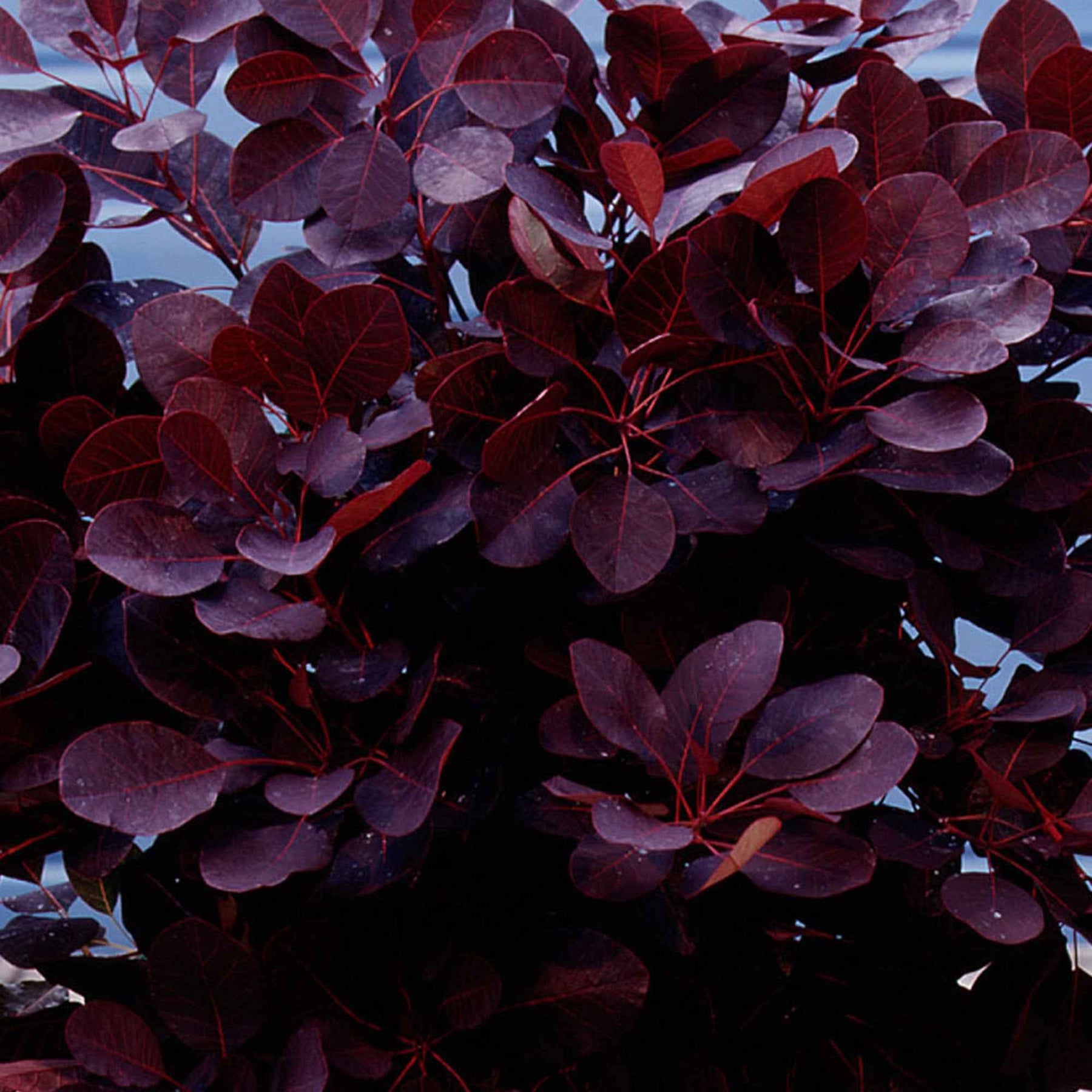 Pruikenboom 'Royal Purple' 3L pot 60 cm hoog - Cotinus coggygria royal purple - Willemse