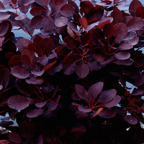 Pruikenboom 'Royal Purple' 3L pot 60 cm hoog - Cotinus coggygria royal purple - Willemse