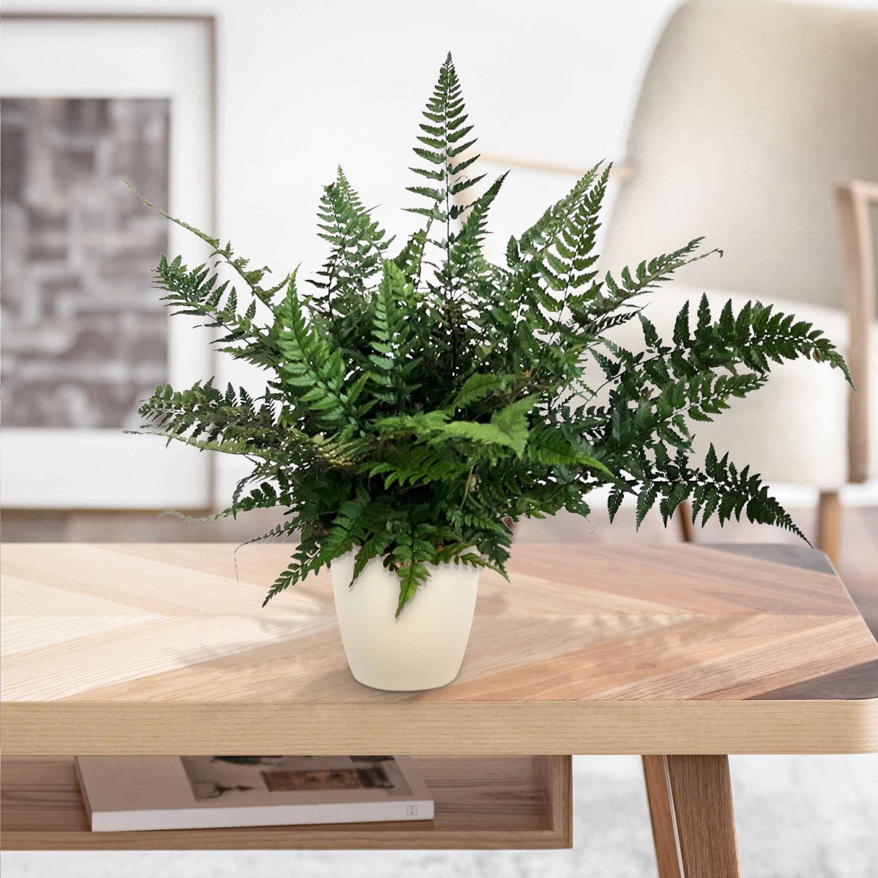 Naaldvaren - Polystichum tsussimense - Willemse