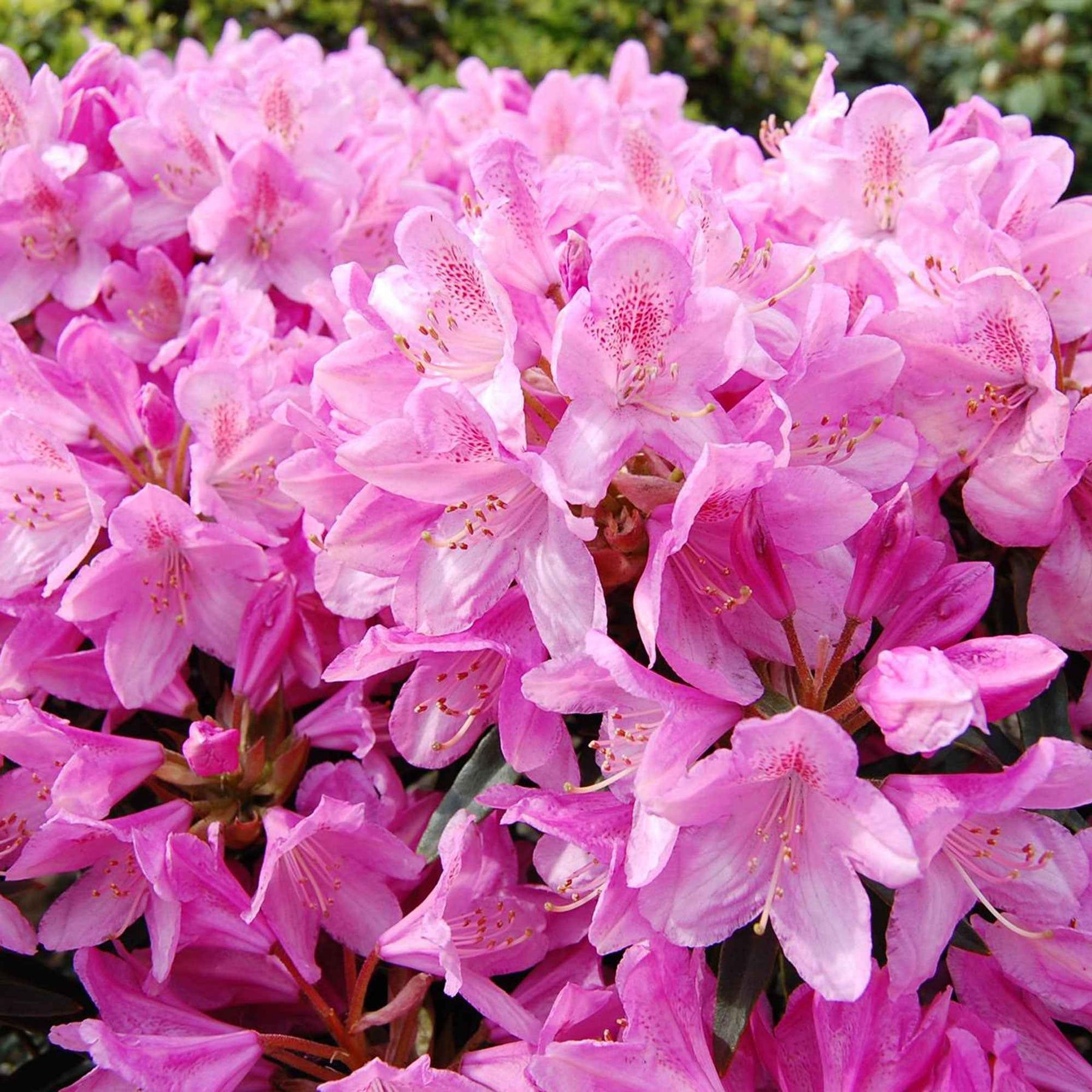 Rhododendron 'Roseum Elegans' - Willemse