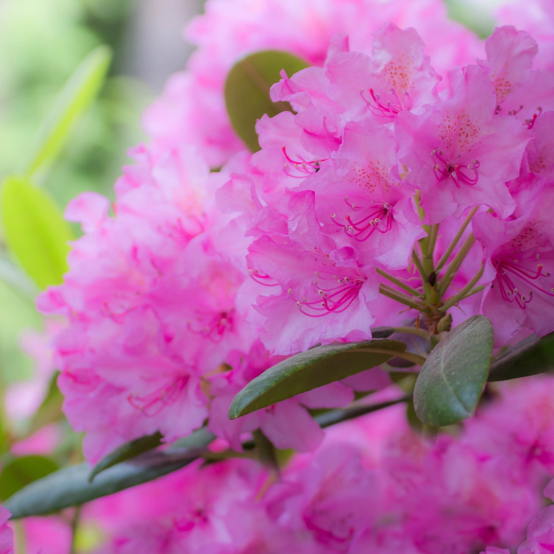 Rhododendron - Rhododendron 'Roseum Elegans' - Rhododendron roseum Elegans