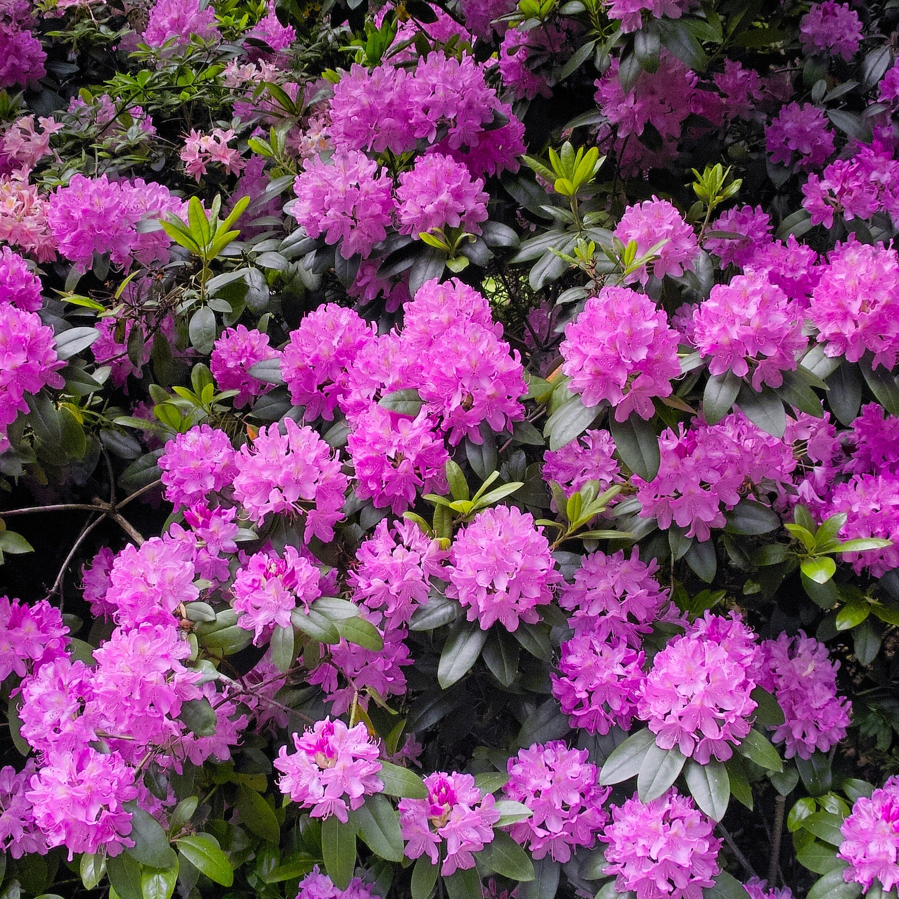 Rhododendron 'Roseum Elegans' - Rhododendron roseum Elegans - Willemse