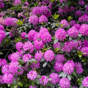 Rhododendron 'Roseum Elegans' - Rhododendron roseum Elegans - Willemse